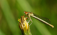 Blue Featherleg (Female, Platycnemis pennipes)